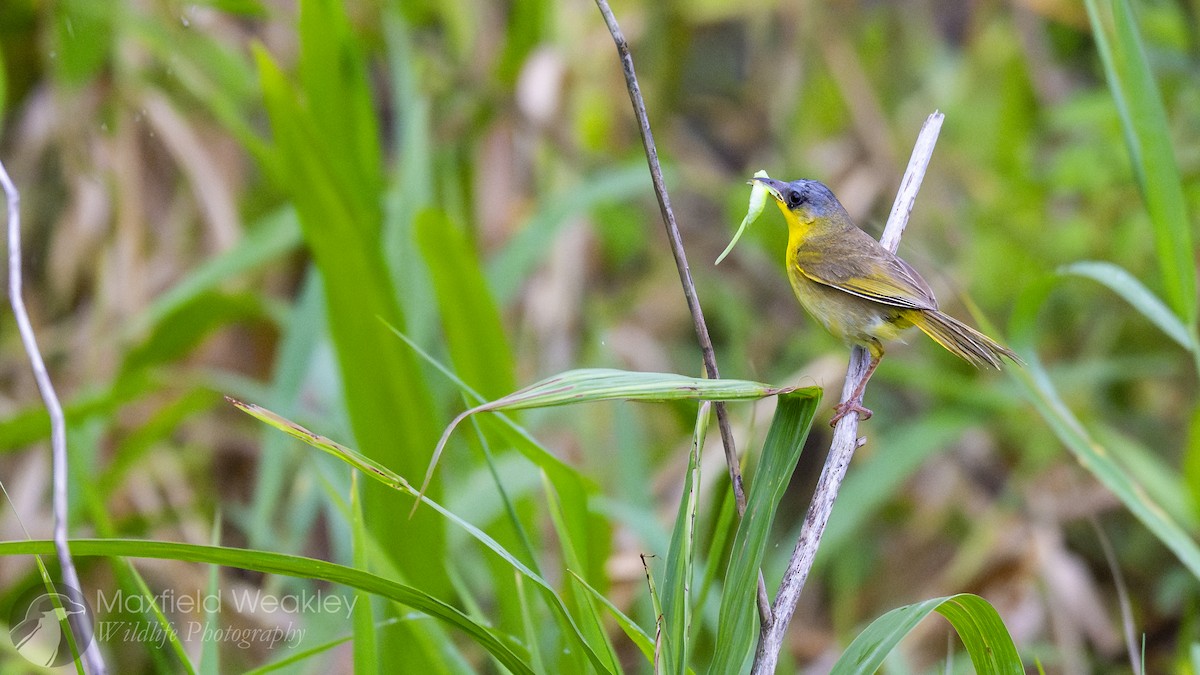 Gray-crowned Yellowthroat - Maxfield Weakley