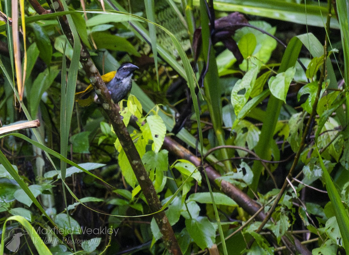 Black-headed Saltator - ML622329095