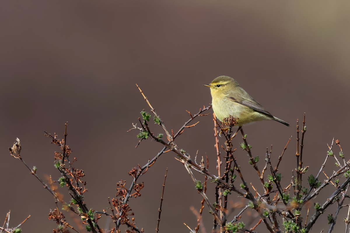 Tickell's Leaf Warbler - ML622329111