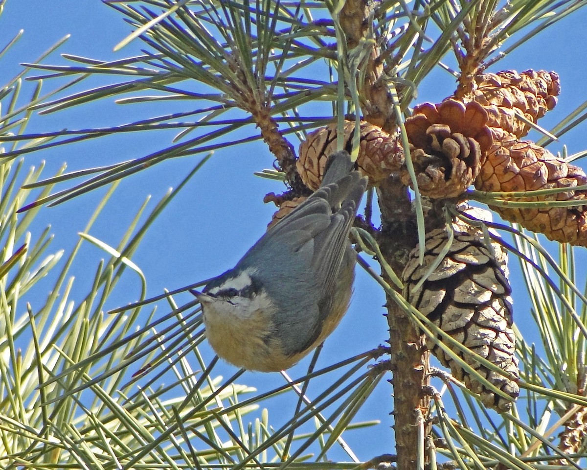 Red-breasted Nuthatch - ML622329151