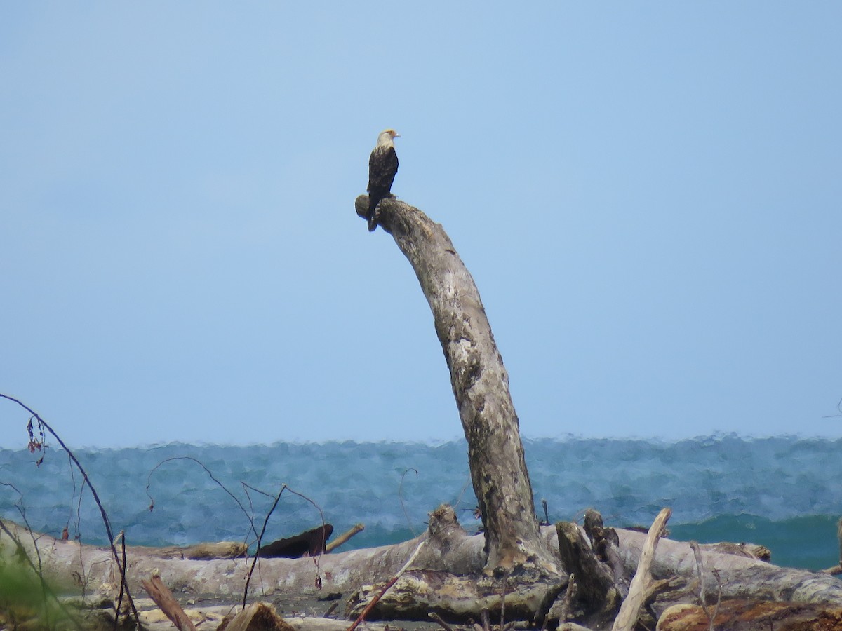 Yellow-headed Caracara - Frederik Bexter