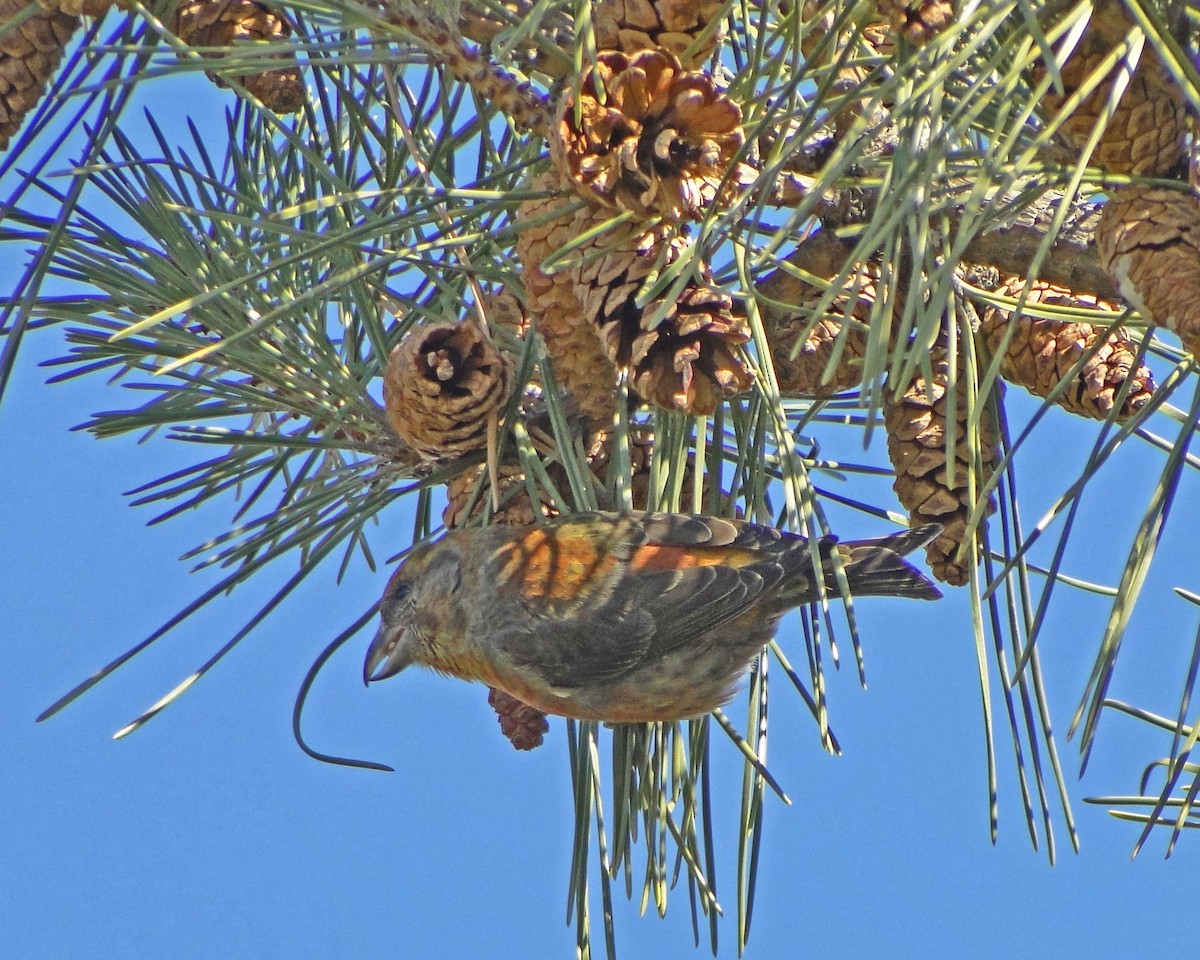 Red Crossbill - ML622329291