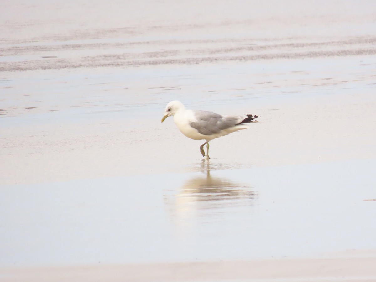 Common Gull - ML622329297