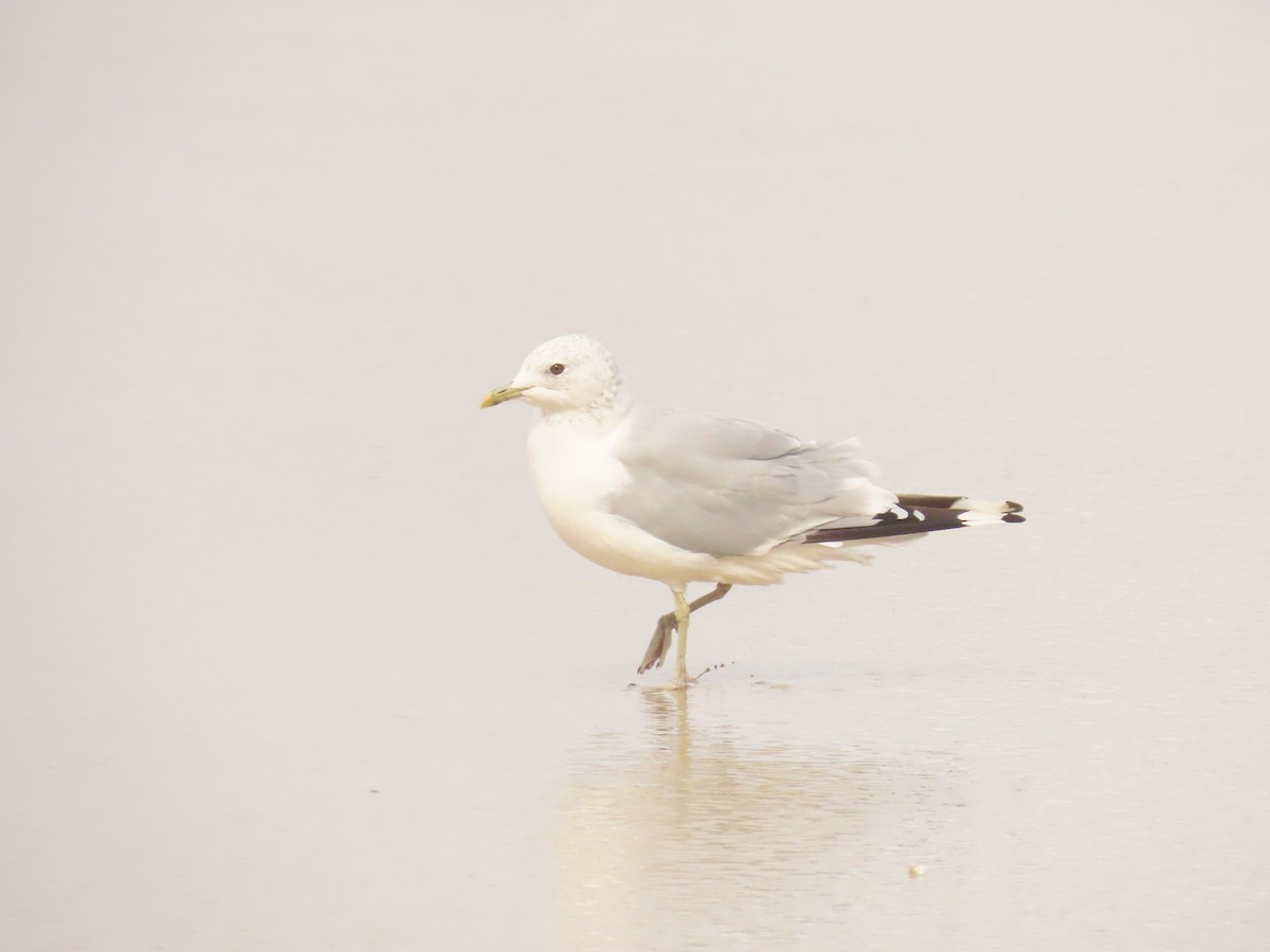 Common Gull - ML622329298