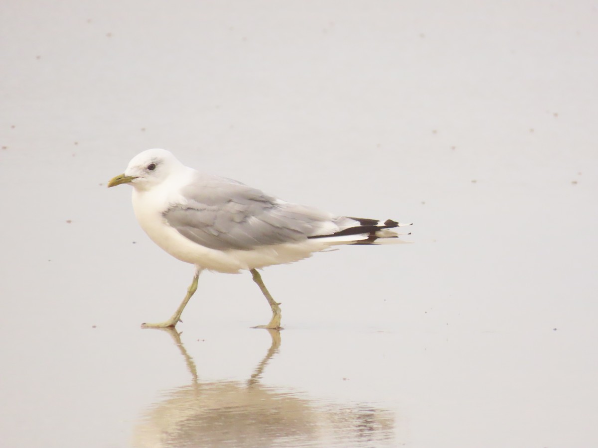 Common Gull - ML622329299