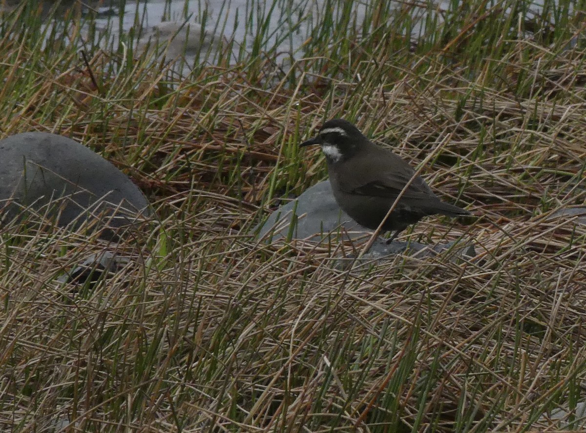 Remolinera Araucana - ML622329300