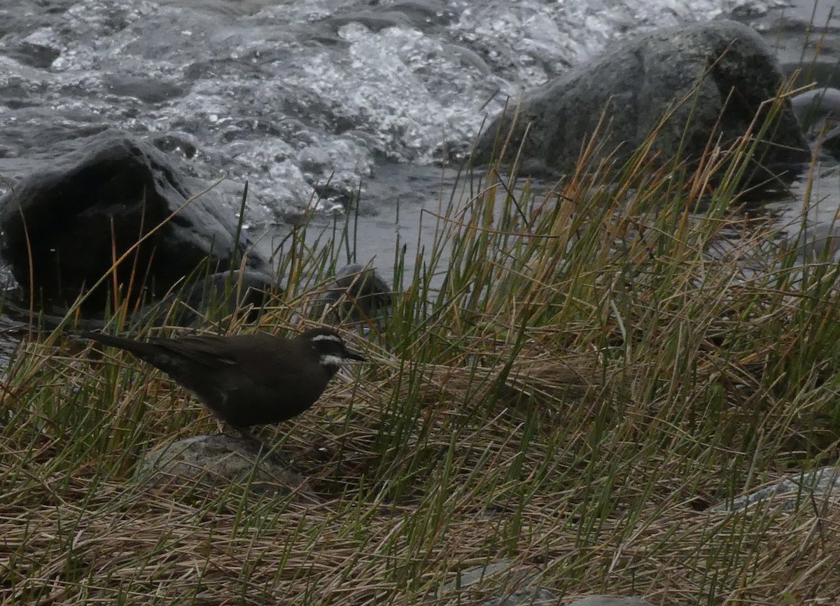 Dark-bellied Cinclodes - joaquin vial