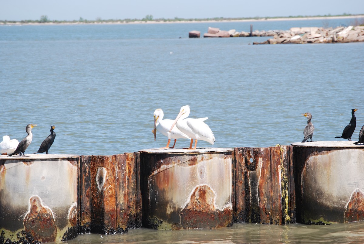 American White Pelican - ML622329312