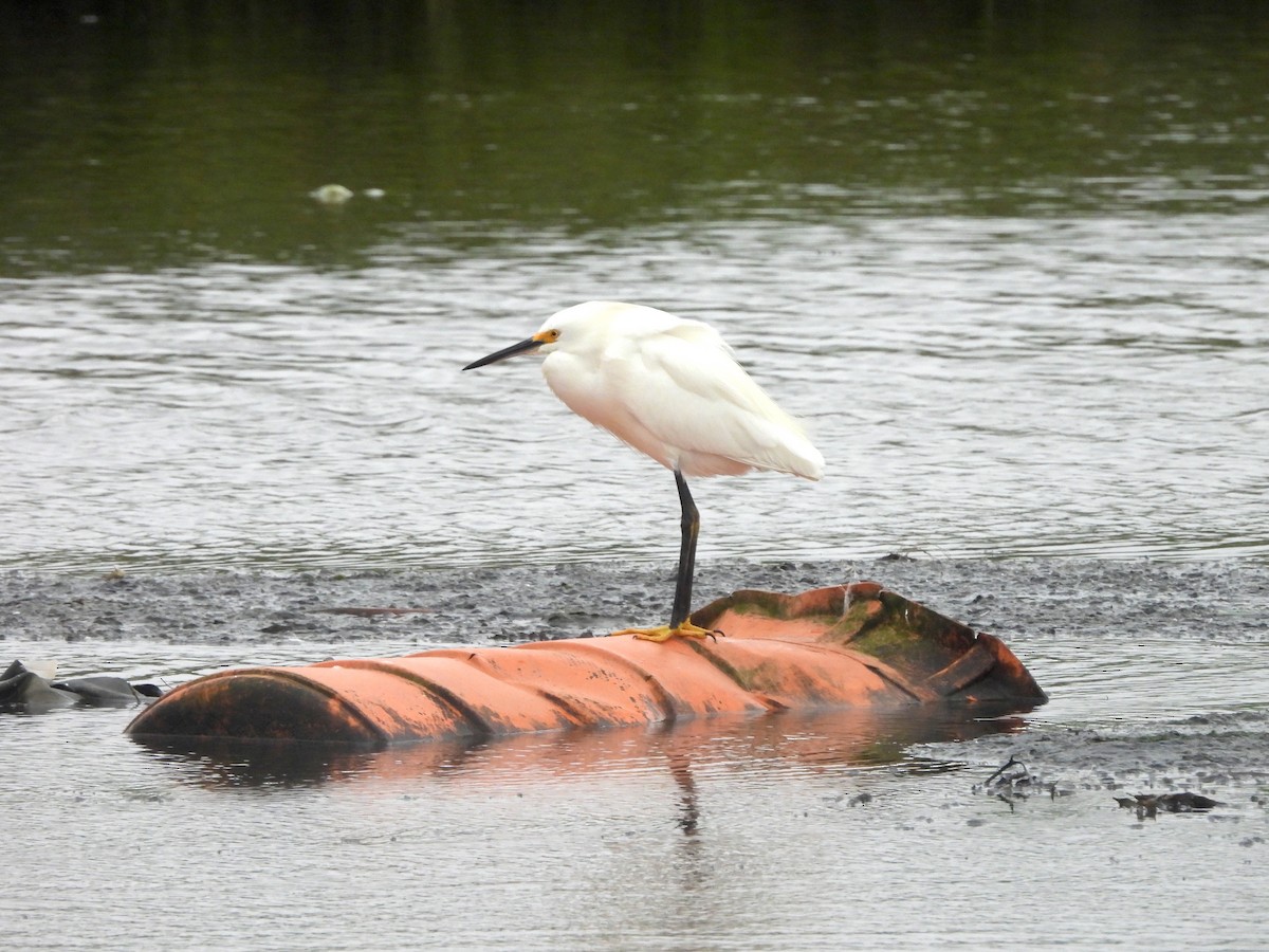 Snowy Egret - ML622329313