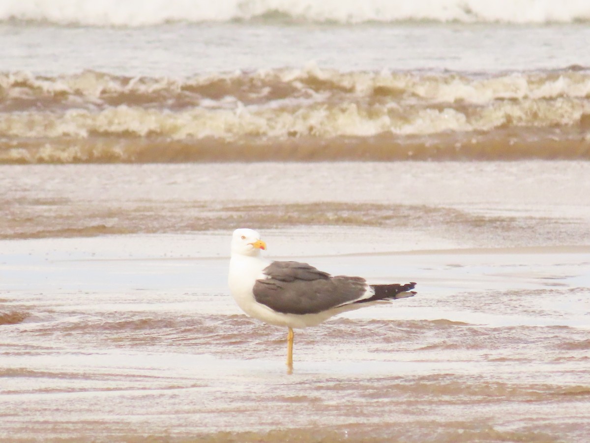 Lesser Black-backed Gull - ML622329335