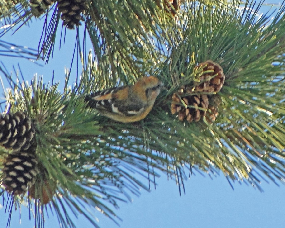 White-winged Crossbill - ML622329347