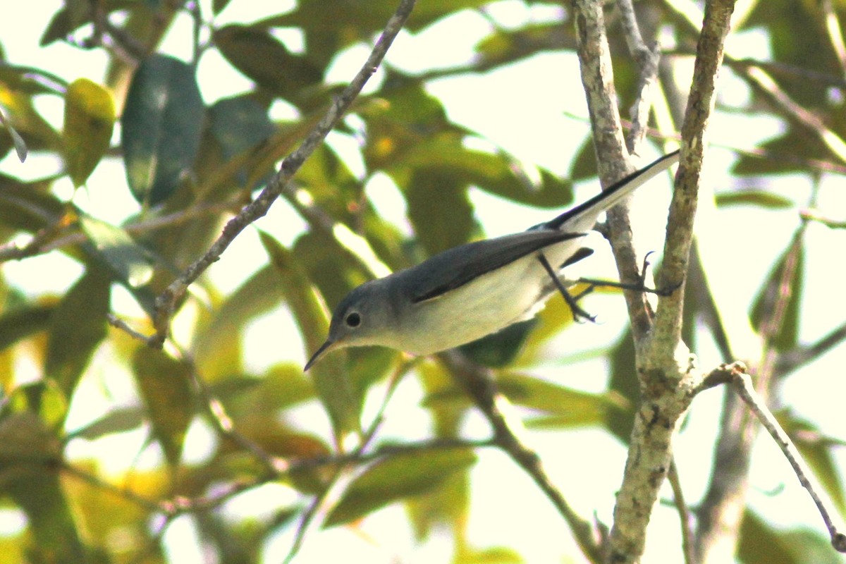 Blue-gray Gnatcatcher - ML622329348