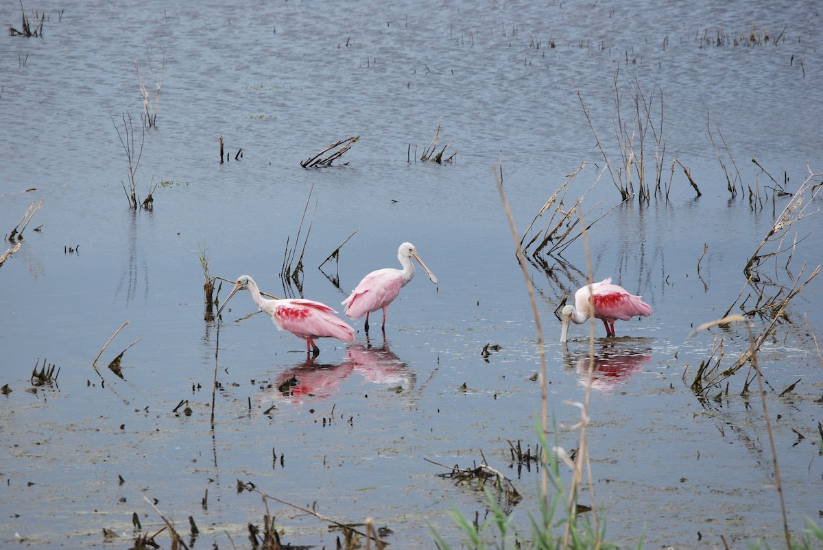 Roseate Spoonbill - ML622329379