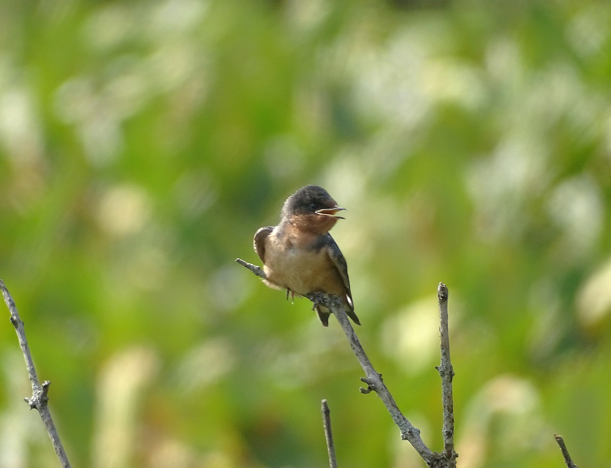 låvesvale (erythrogaster) - ML622329381