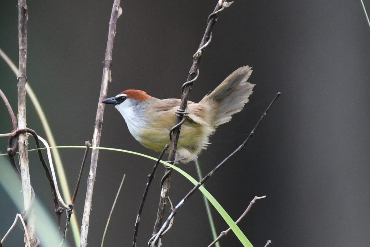 Chestnut-capped Babbler - ML622329383