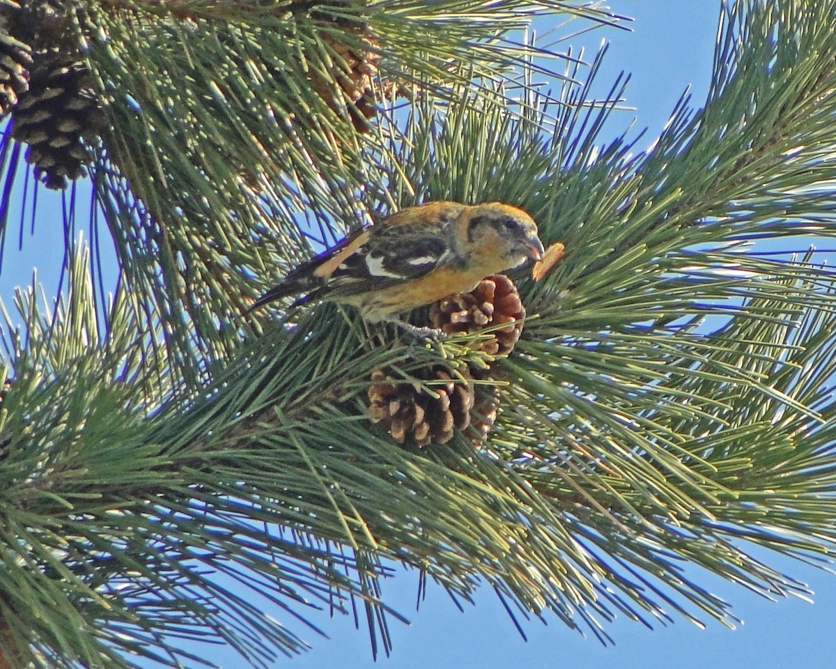 White-winged Crossbill - ML622329400