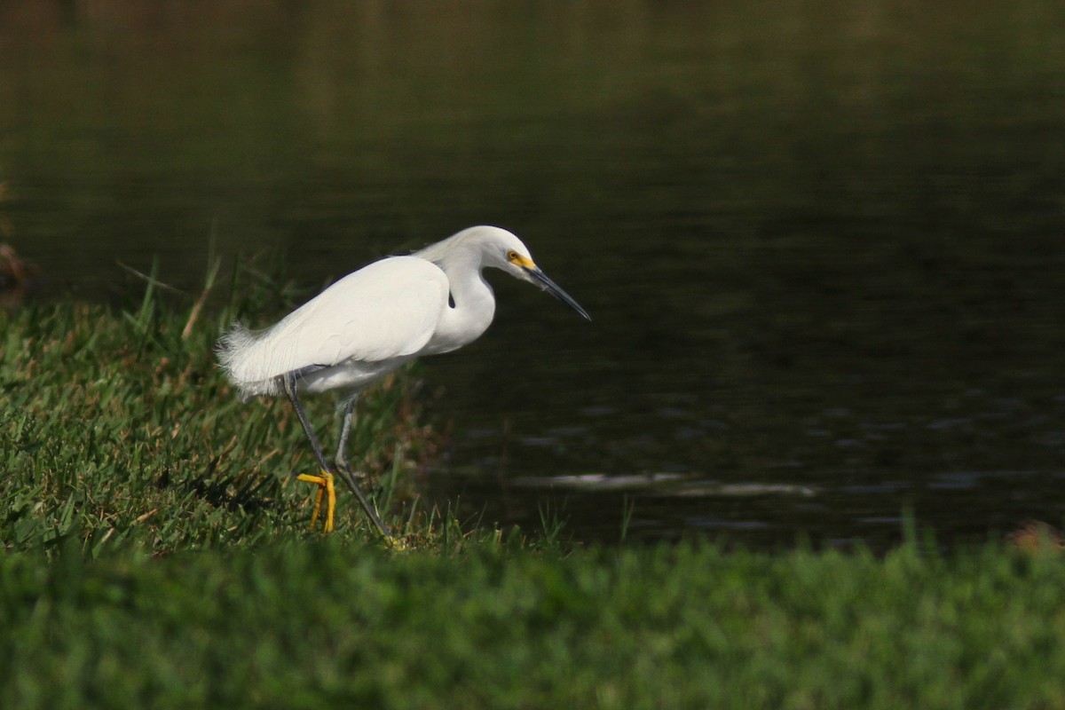 Snowy Egret - ML622329420