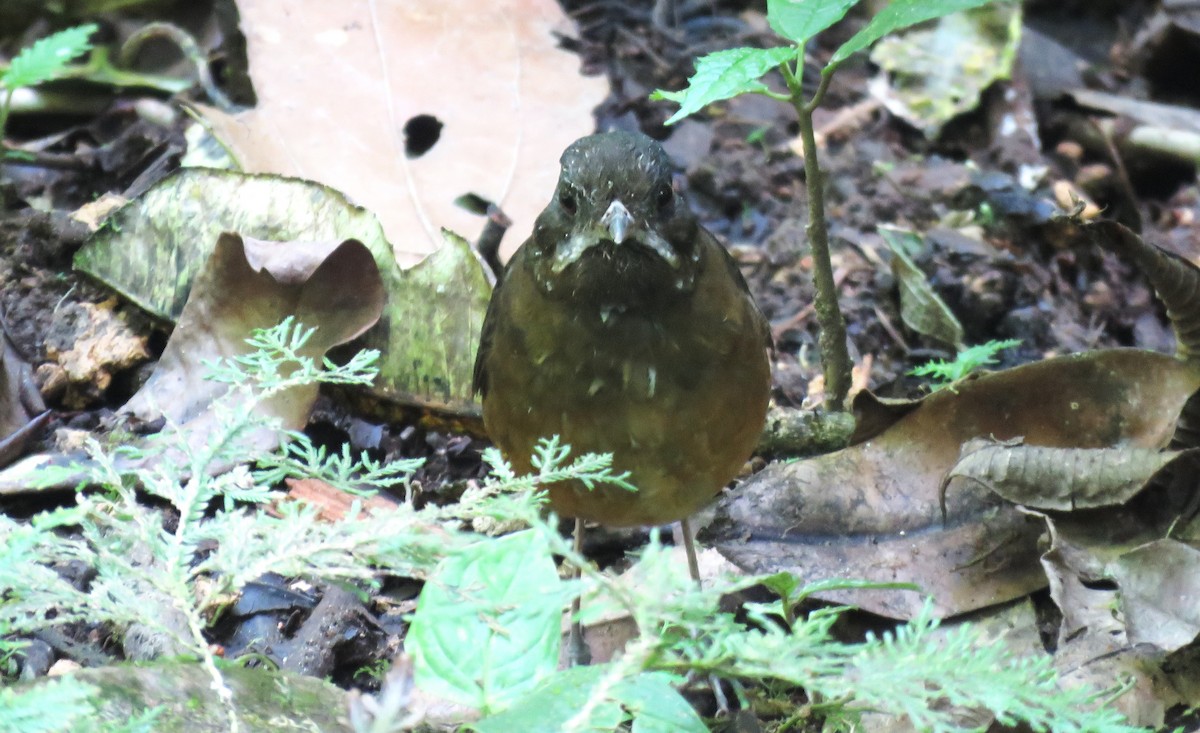 Moustached Antpitta - ML622329433