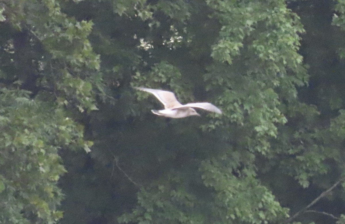 Laughing Gull - ML622329445