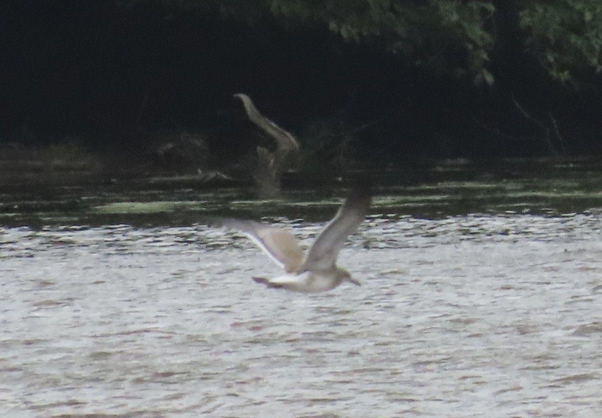 Laughing Gull - ML622329450