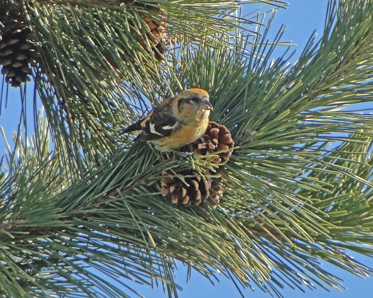 White-winged Crossbill - ML622329513