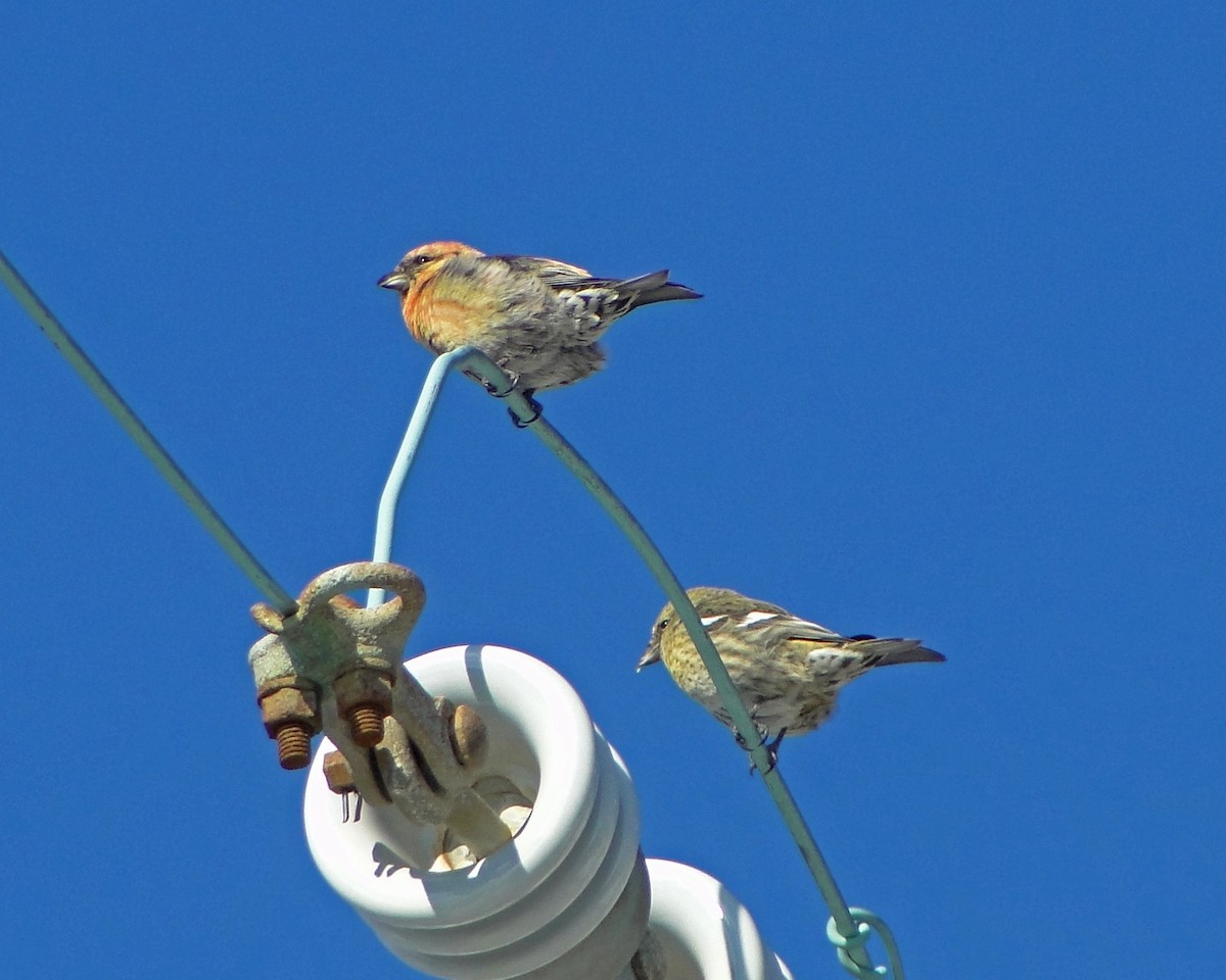 White-winged Crossbill - ML622329549