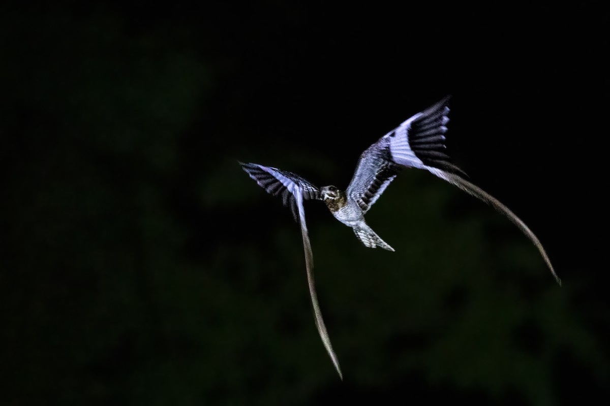 Pennant-winged Nightjar - ML622329563