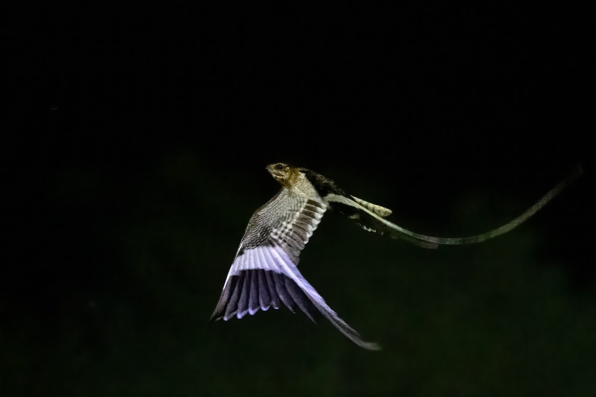 Pennant-winged Nightjar - Mike “Champ” Krzychylkiewicz