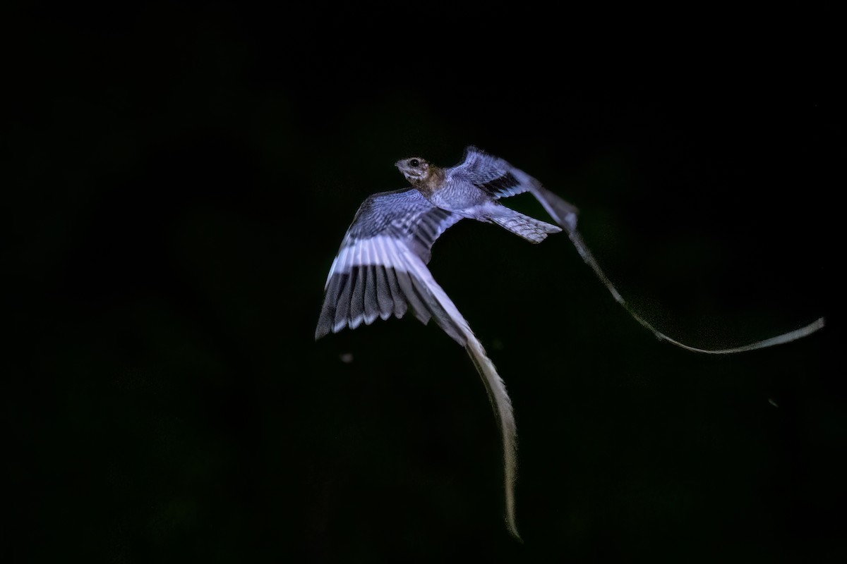 Pennant-winged Nightjar - ML622329567