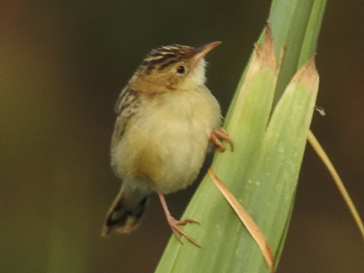 cistovník rákosníkový - ML622329569