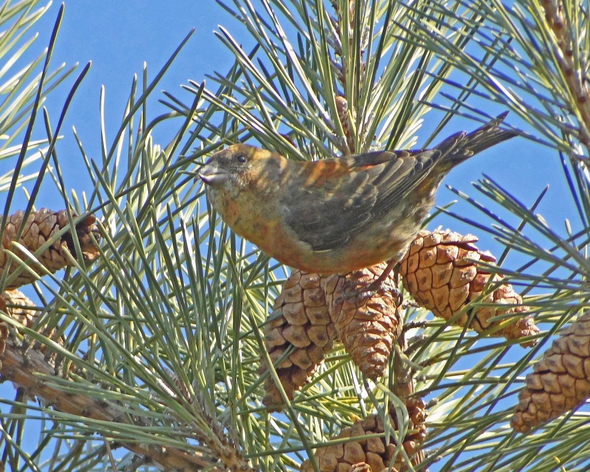 Red Crossbill - ML622329665