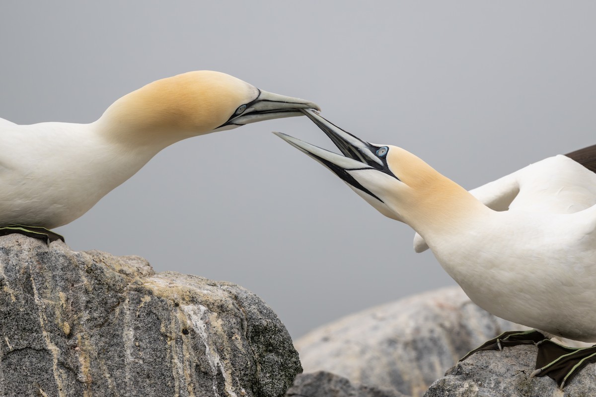 Northern Gannet - Ron Buening