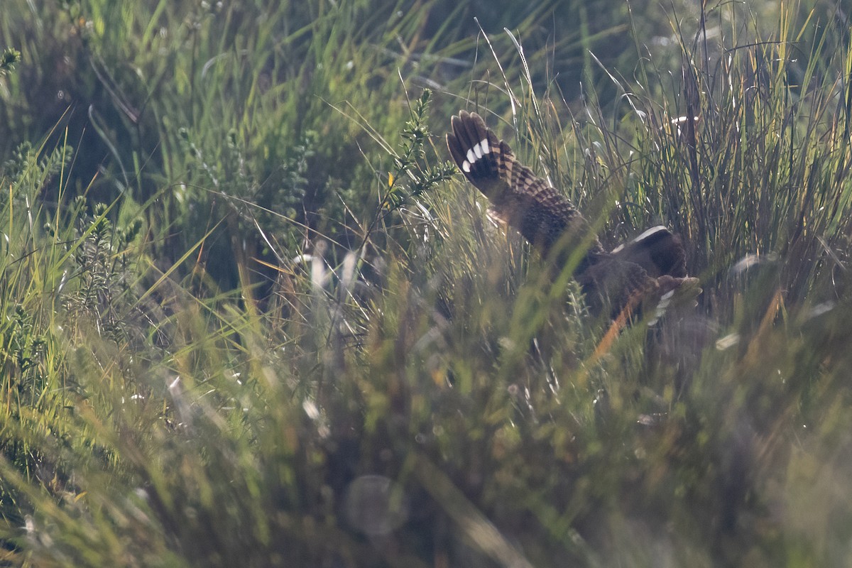 Swamp Nightjar - ML622329678