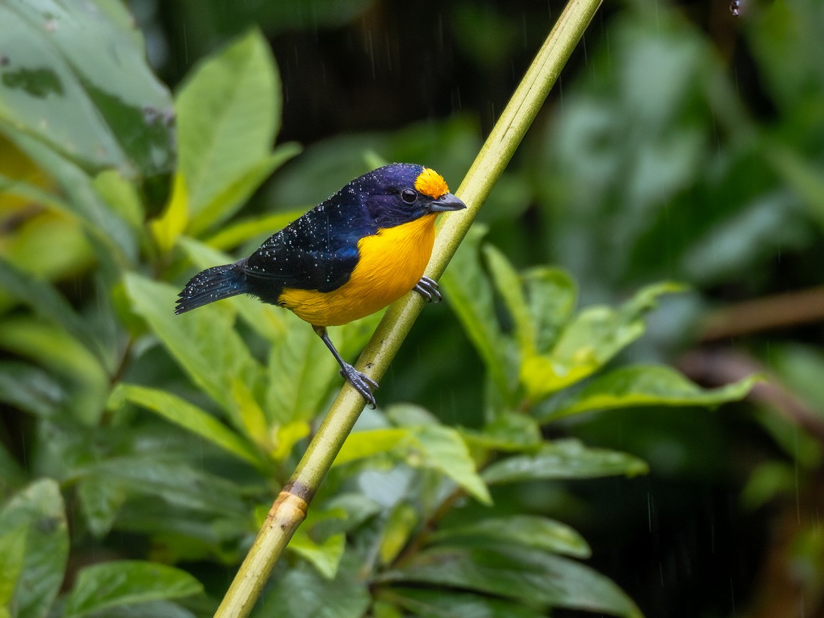 Violaceous Euphonia - ML622329763