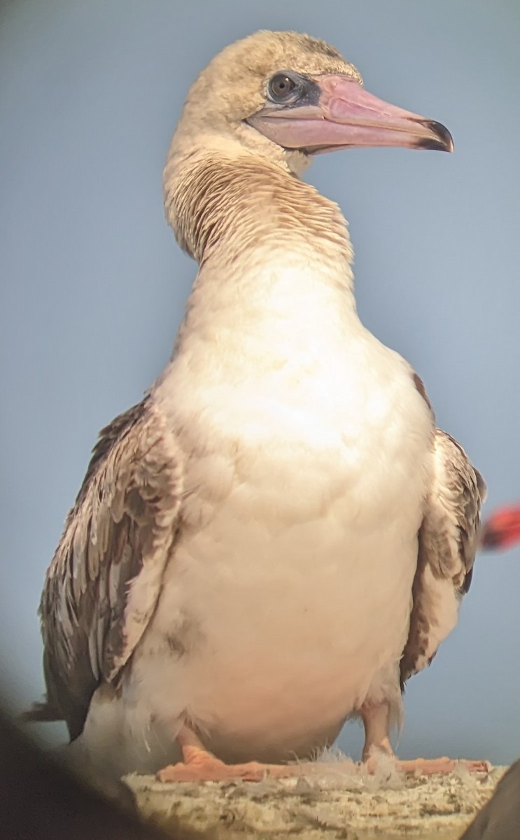 Red-footed Booby - ML622329771