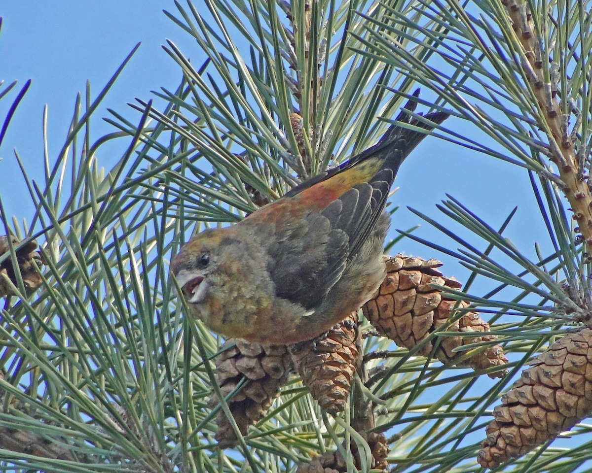 Red Crossbill - ML622329813