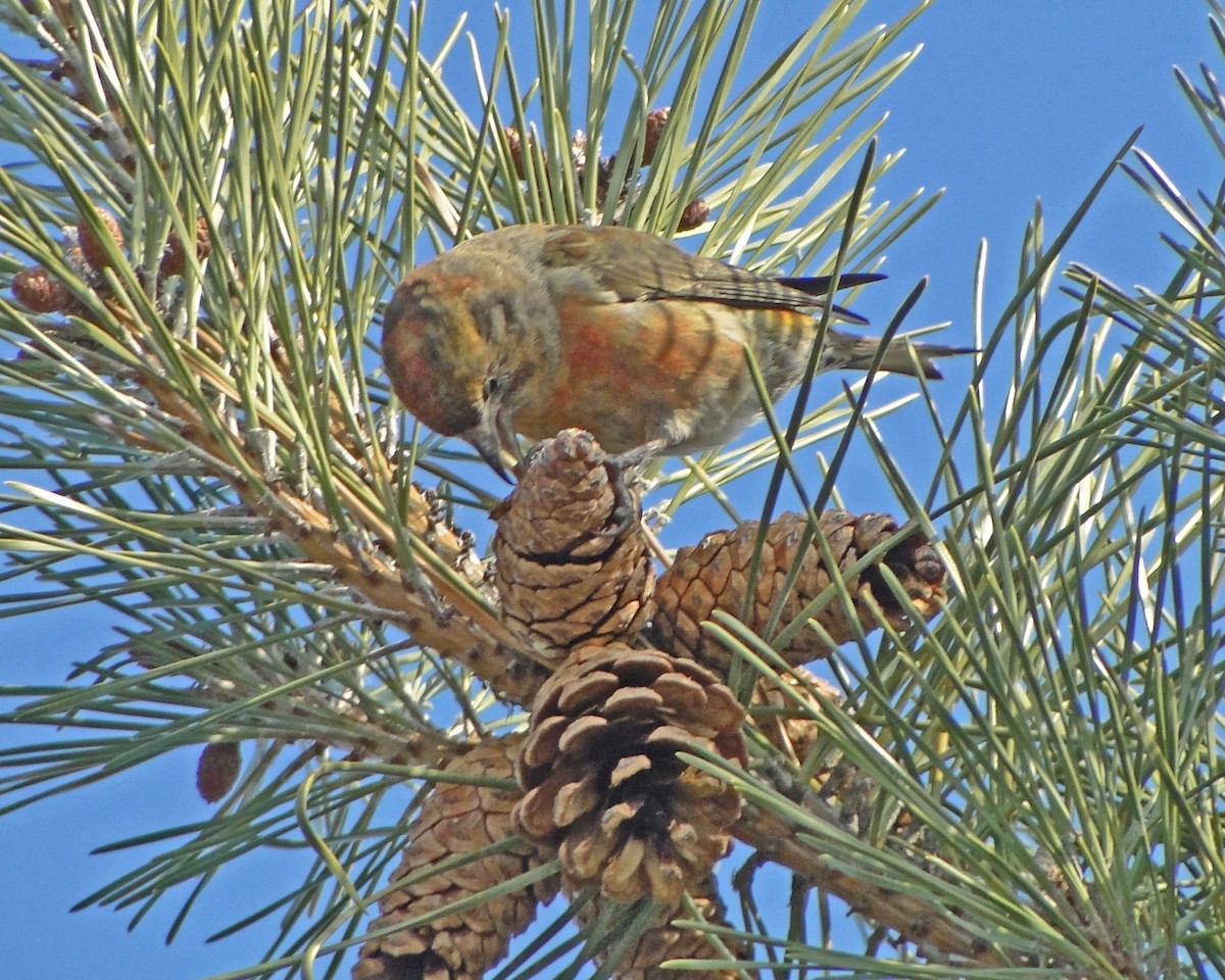 Red Crossbill - ML622329999