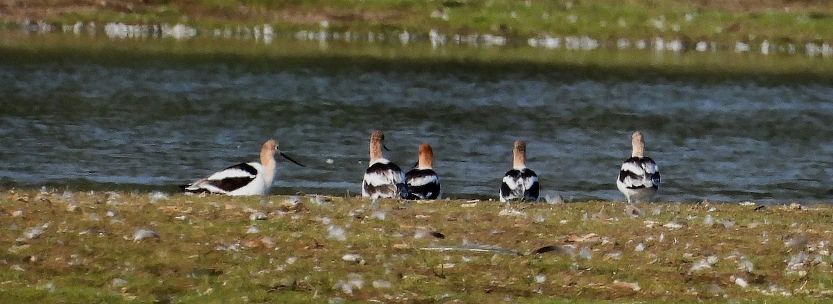 American Avocet - Sharon Dewart-Hansen