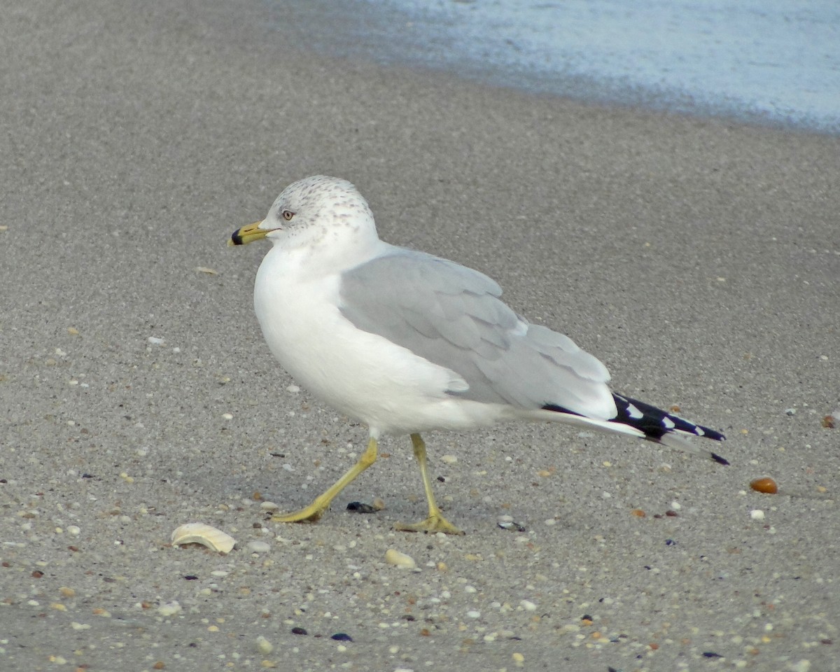 Ring-billed Gull - ML622330098