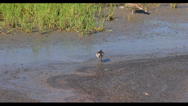 Semipalmated Sandpiper - ML622330116