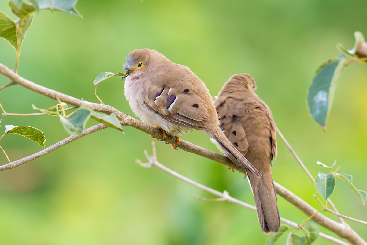 Long-tailed Ground Dove - ML622330141