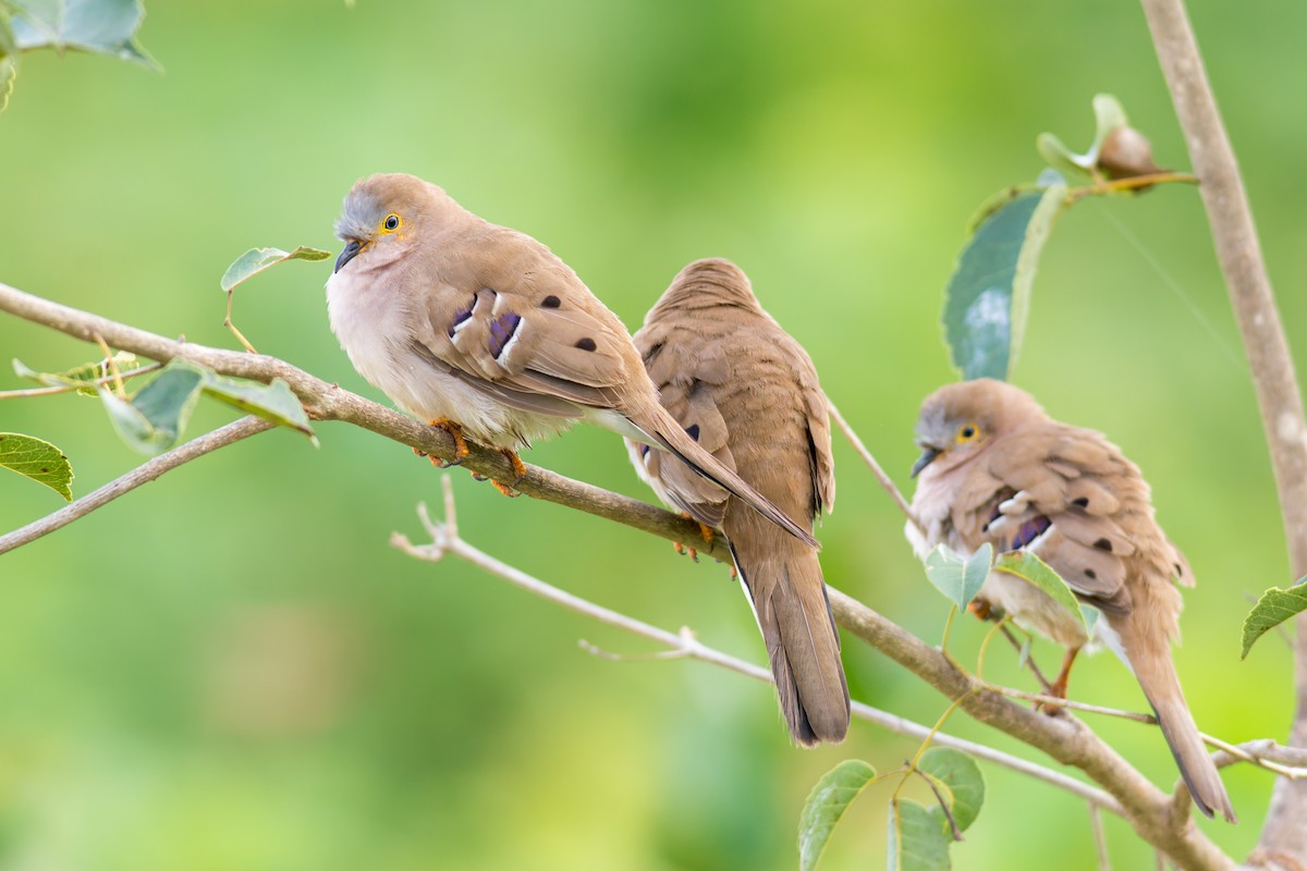 Long-tailed Ground Dove - ML622330146