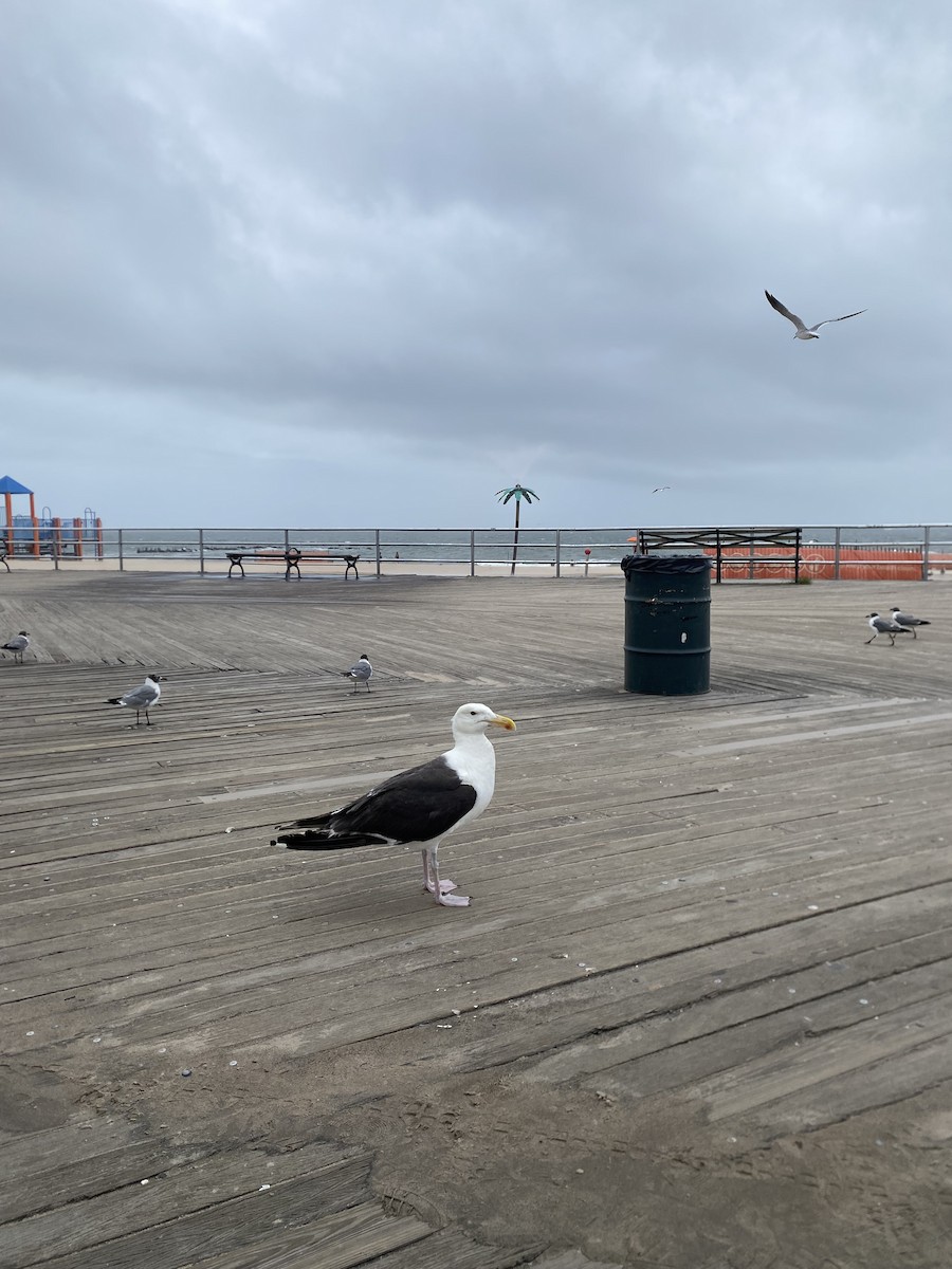 Great Black-backed Gull - Emily Clark