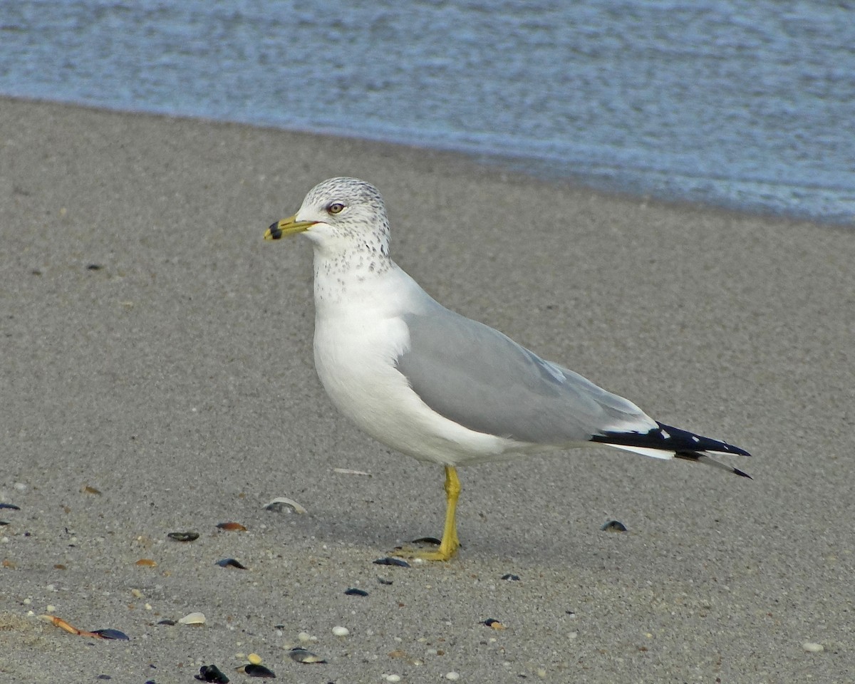 Ring-billed Gull - ML622330206