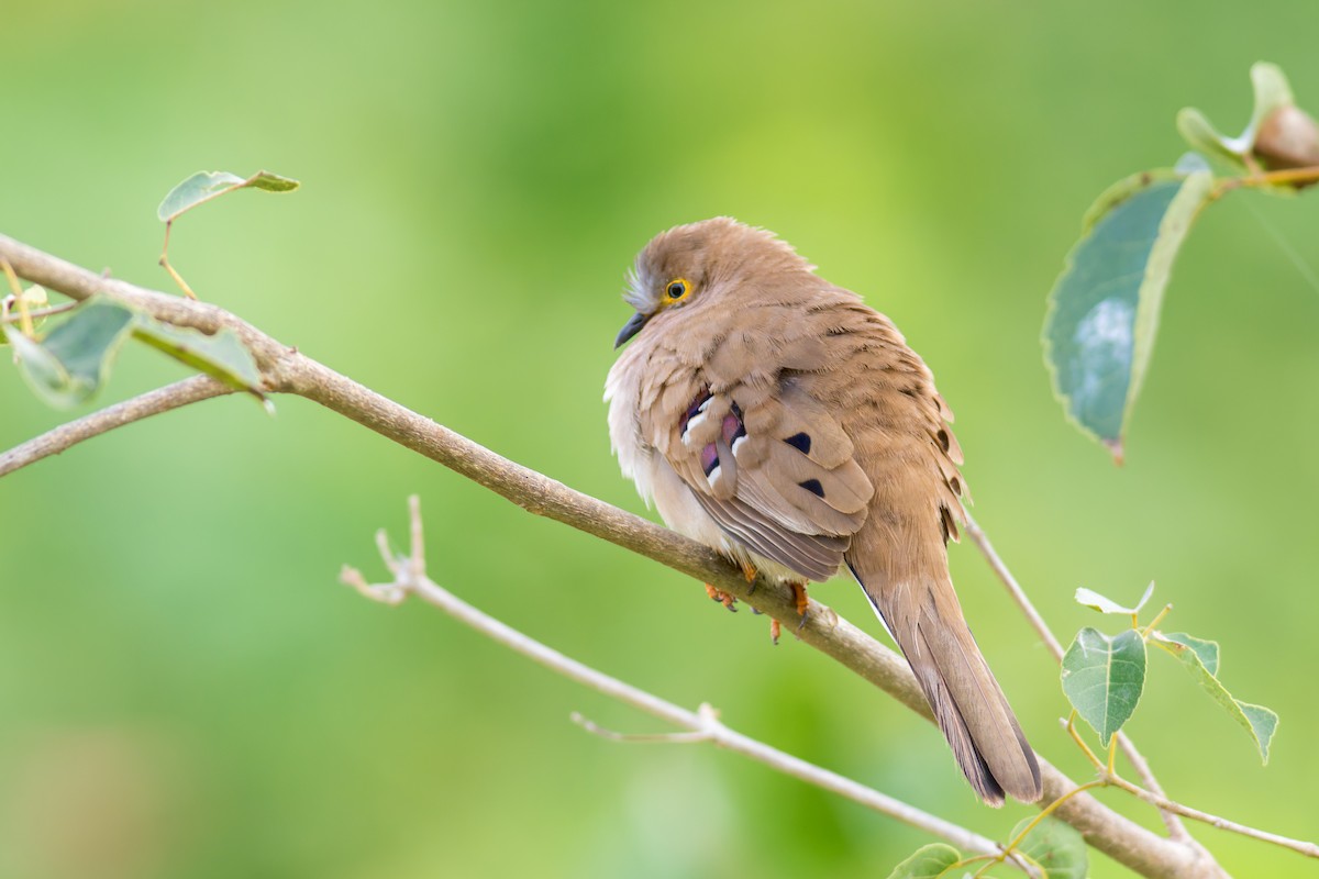 Long-tailed Ground Dove - ML622330286