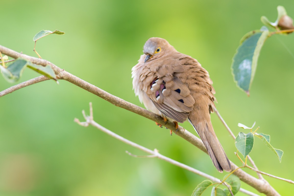 Long-tailed Ground Dove - ML622330287