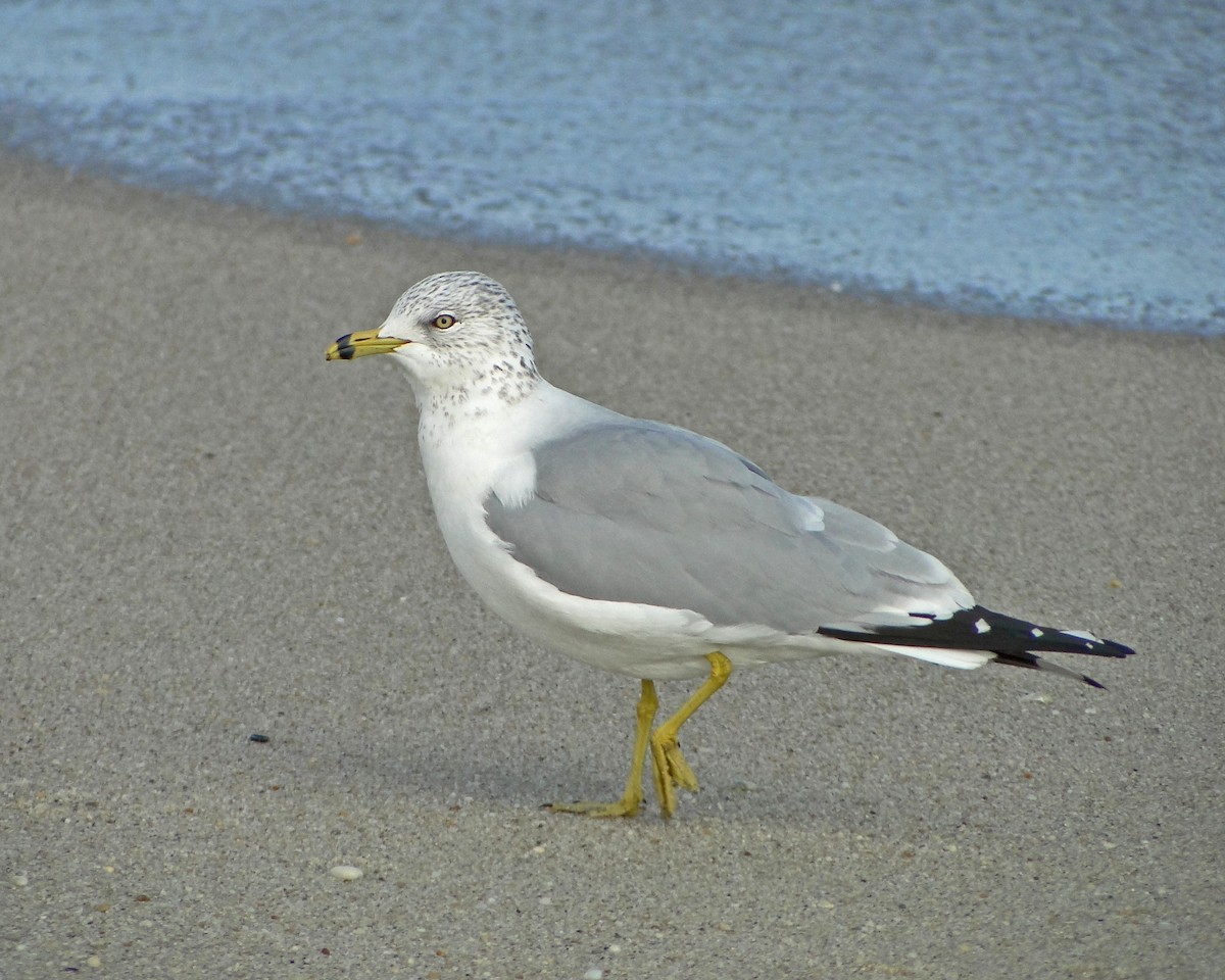 Ring-billed Gull - ML622330309