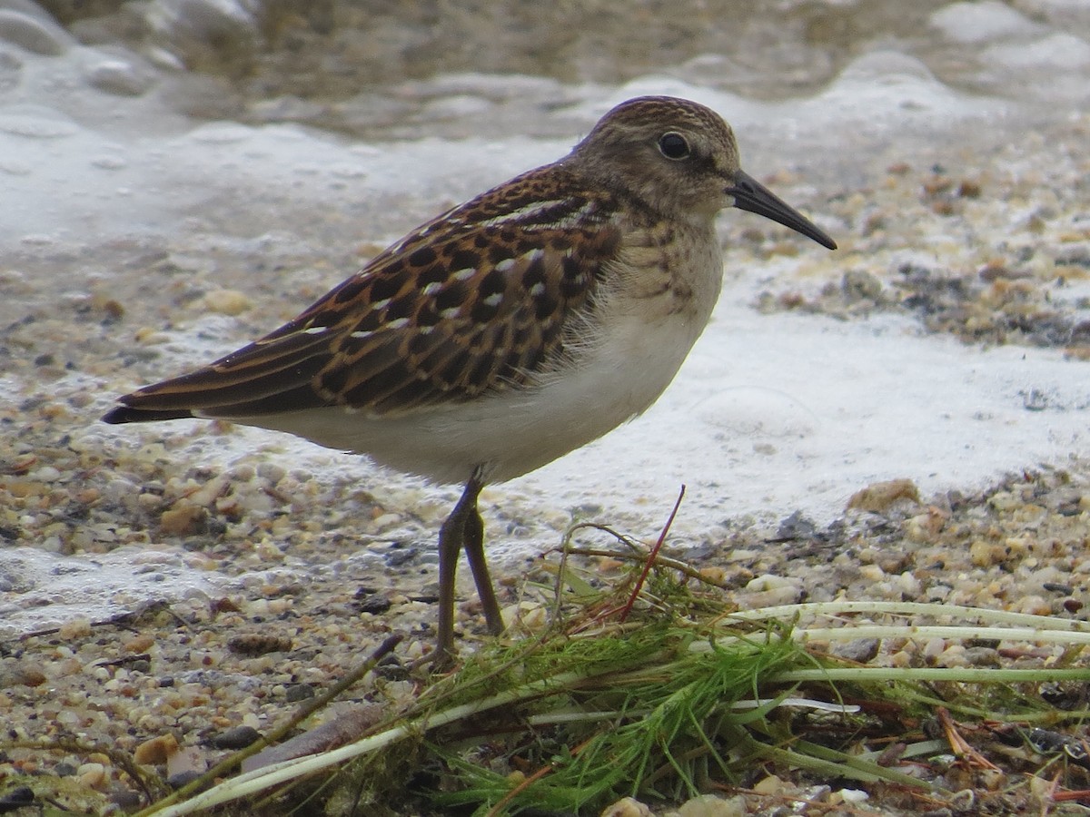 Least Sandpiper - ML622330394