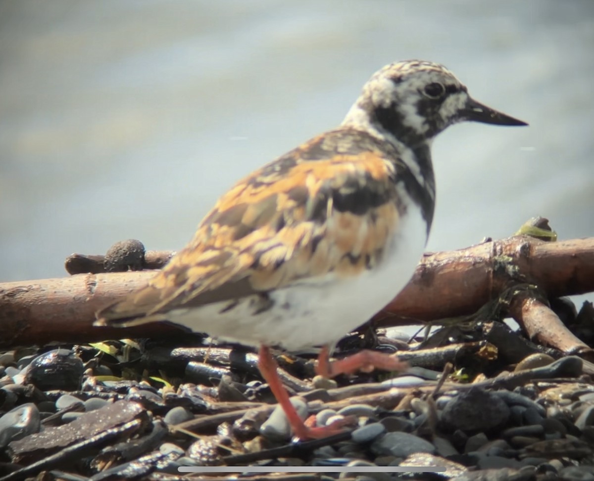 Ruddy Turnstone - ML622330407