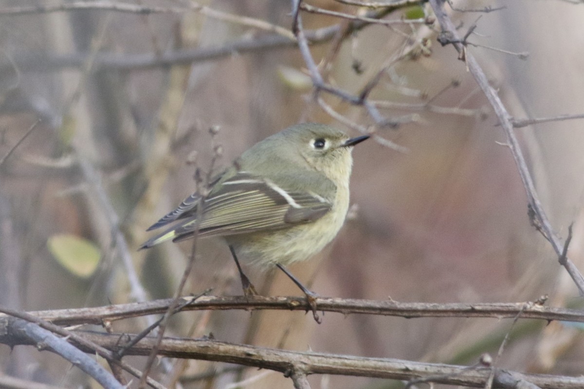 Ruby-crowned Kinglet - Clyde Blum